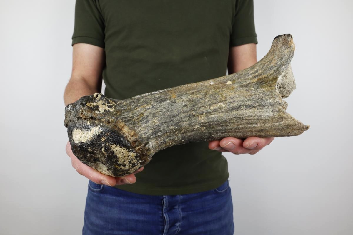 Antler of an Irish Elk (Megaloceros) (29,5 cm) - Image 2