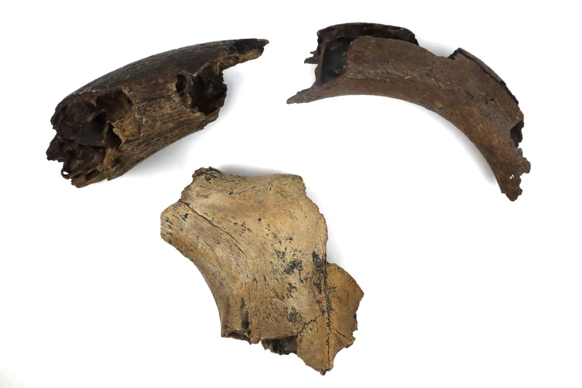 3 Aurochs Fossils (Bos primigenius)