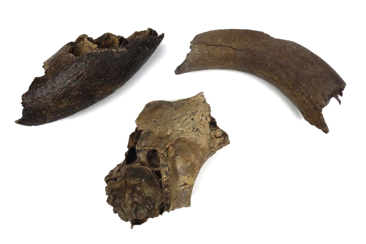3 Aurochs Fossils (Bos primigenius) - Image 2