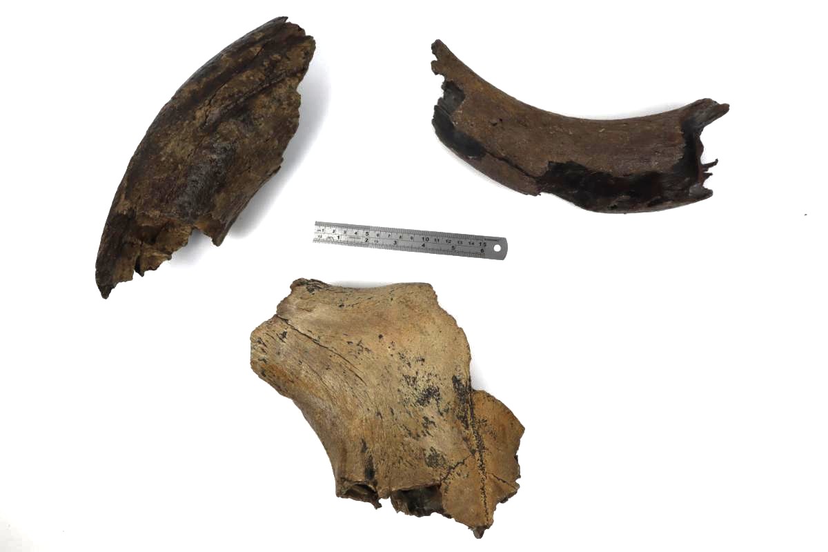 3 Aurochs Fossils (Bos primigenius) - Image 5