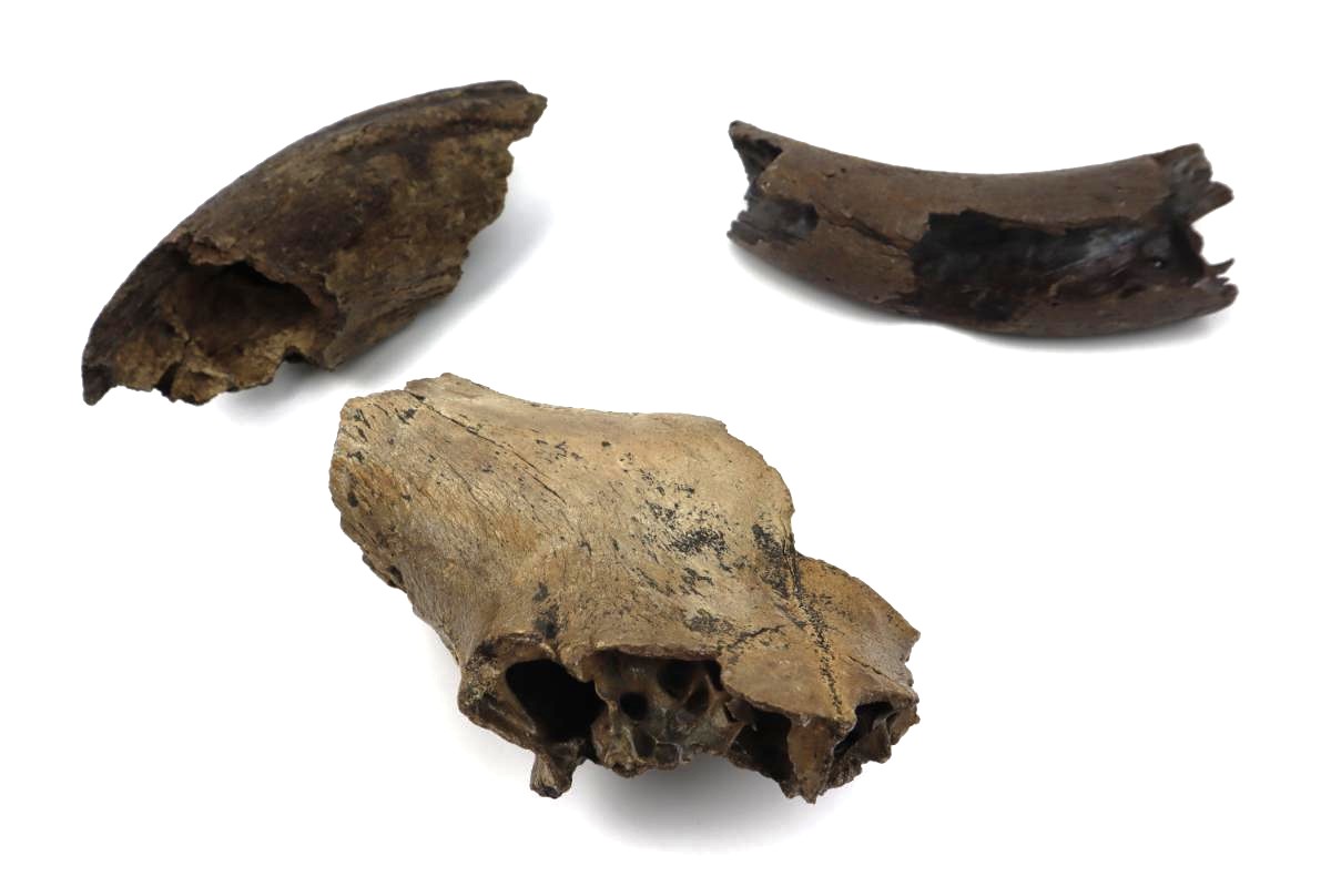 3 Aurochs Fossils (Bos primigenius) - Image 3