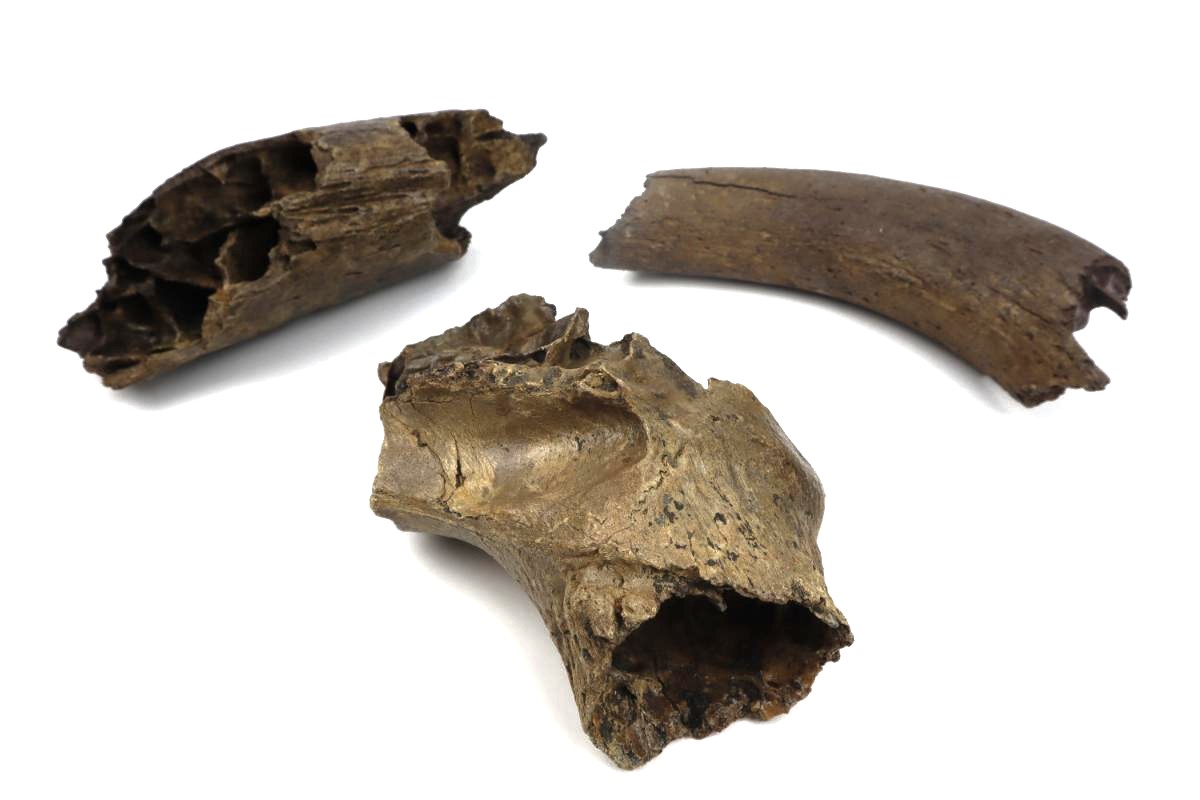 3 Aurochs Fossils (Bos primigenius) - Image 4