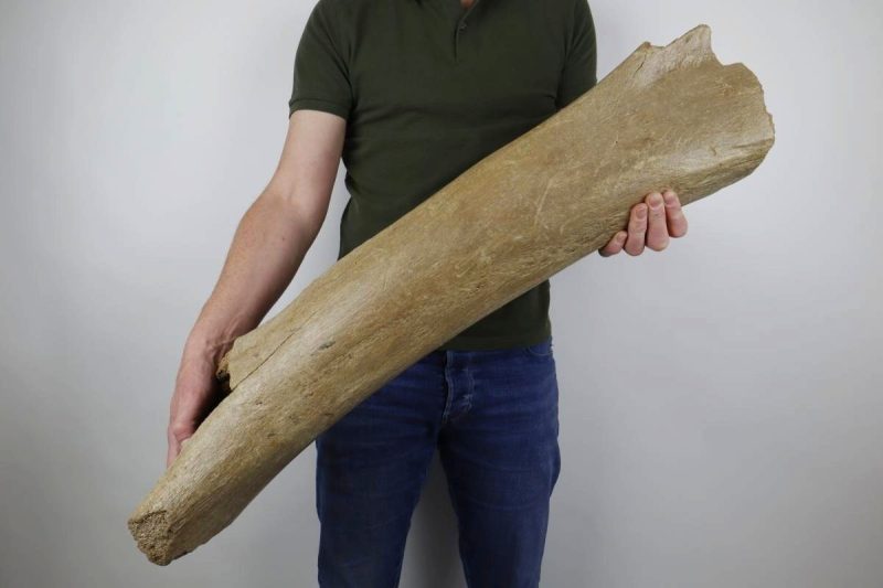 Large Femur of a Woolly Mammoth (86 cm)