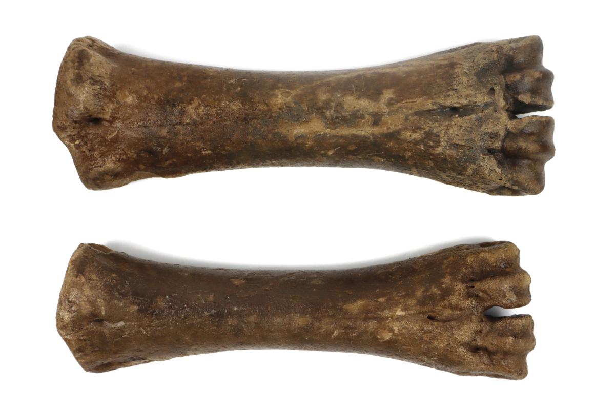 Male & Female Steppe Wisent Metacarpal (Bison priscus)