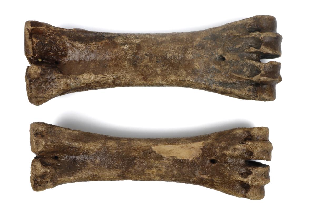 Male & Female Steppe Wisent Metacarpal (Bison priscus) - Image 3