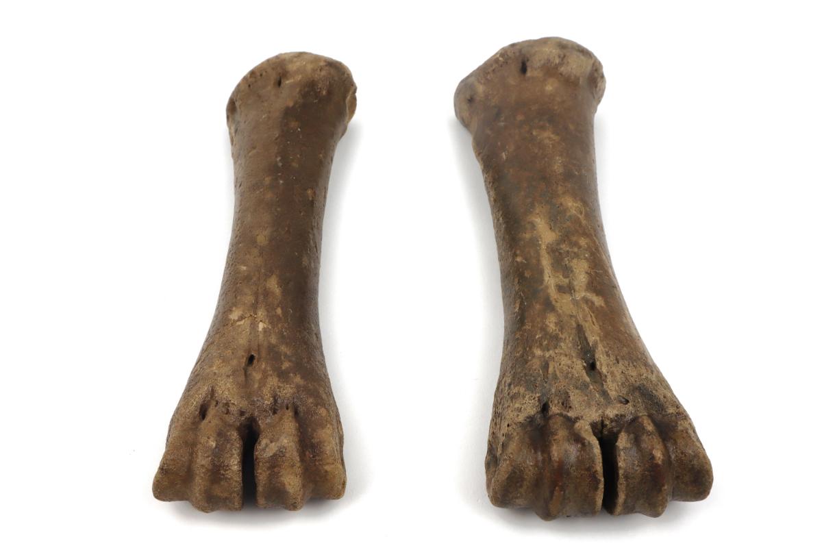 Male & Female Steppe Wisent Metacarpal (Bison priscus) - Image 4