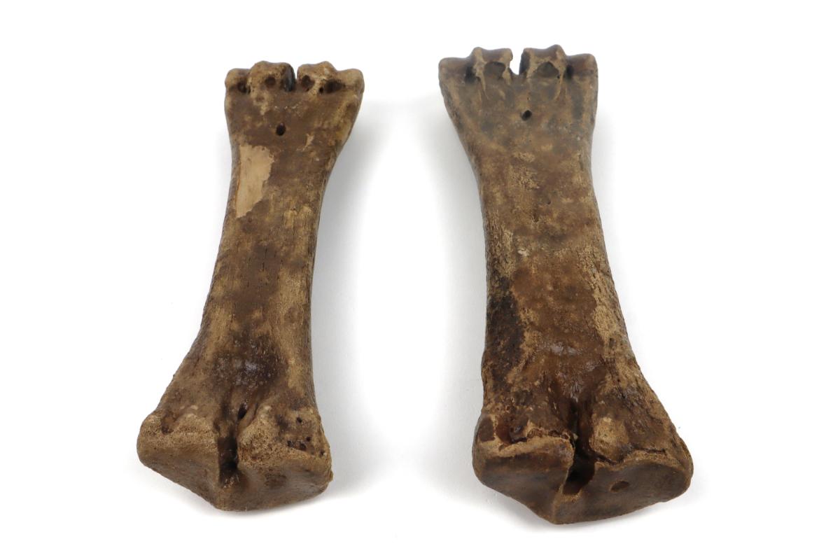 Male & Female Steppe Wisent Metacarpal (Bison priscus) - Image 5