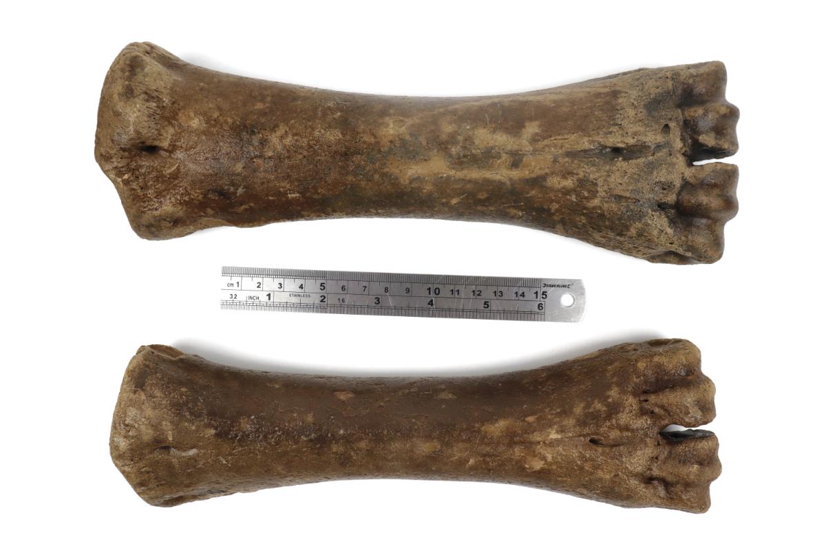 Male & Female Steppe Wisent Metacarpal (Bison priscus) - Image 6