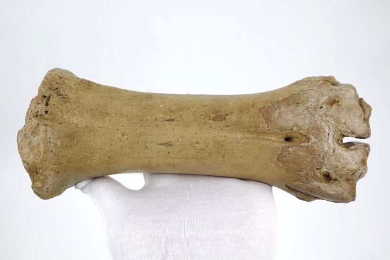 Steppe Wisent Metacarpal (Bison priscus) (26 cm)