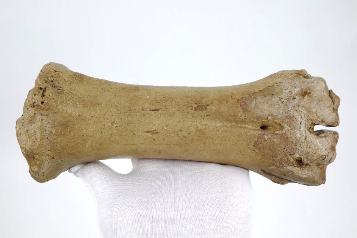 Steppe Wisent Metacarpal (Bison priscus) (26 cm)