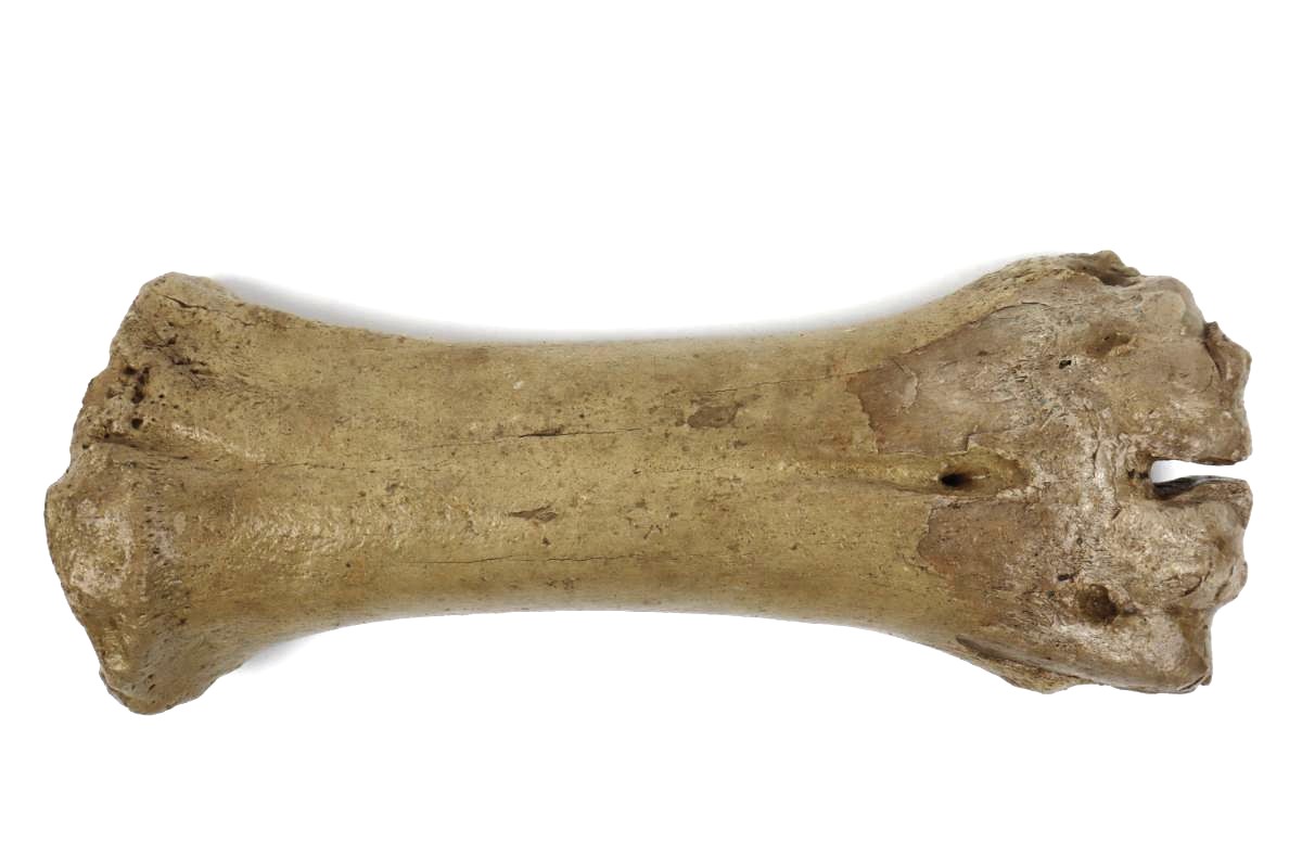 Steppe Wisent Metacarpal (Bison priscus) (26 cm) - Image 7