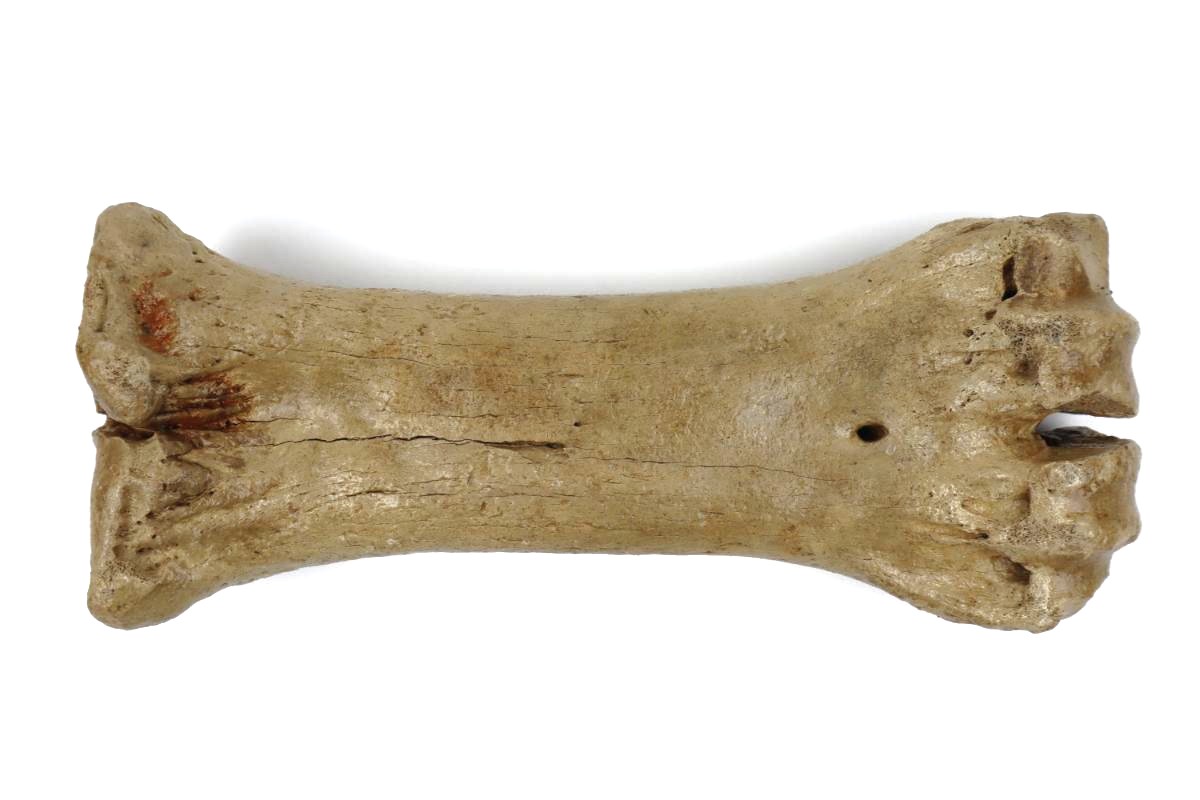 Steppe Wisent Metacarpal (Bison priscus) (26 cm) - Image 2