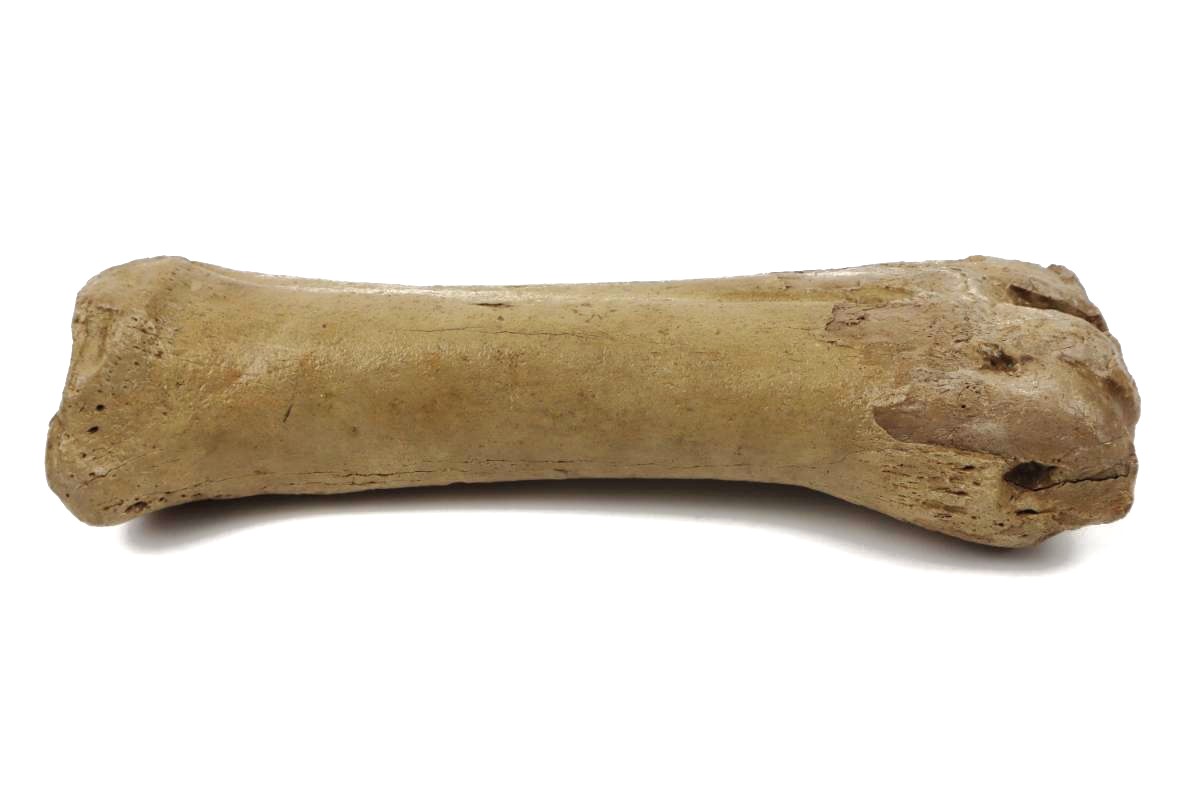 Steppe Wisent Metacarpal (Bison priscus) (26 cm) - Image 3