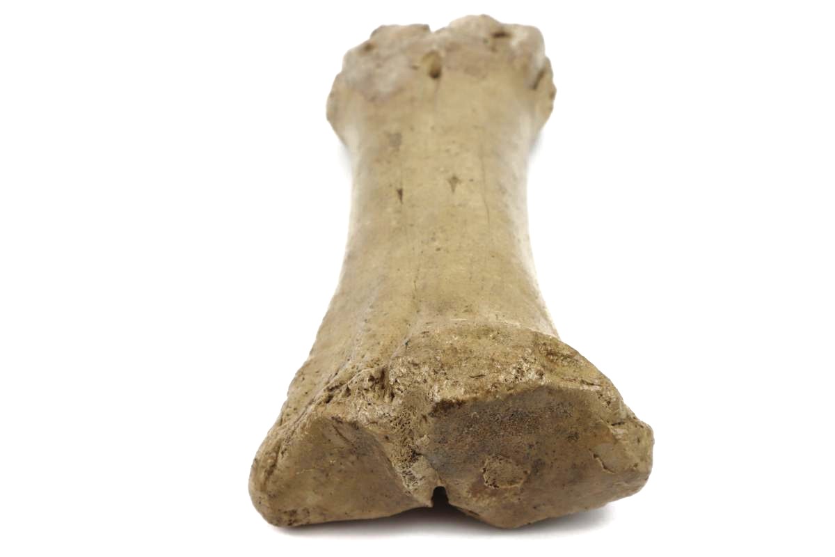 Steppe Wisent Metacarpal (Bison priscus) (26 cm) - Image 5