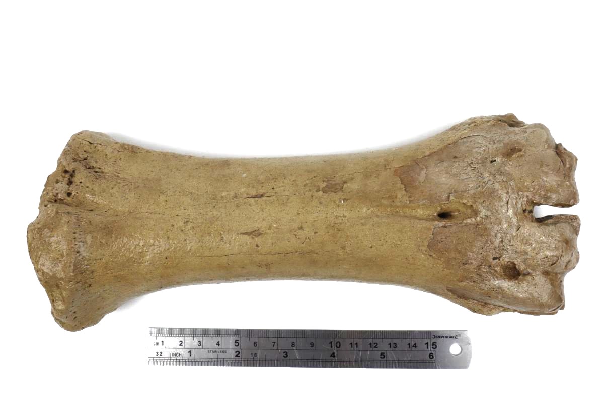 Steppe Wisent Metacarpal (Bison priscus) (26 cm) - Image 8