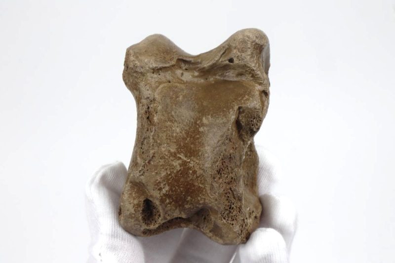 Astragalus of an Irish Elk (Megaloceros) (8 cm)