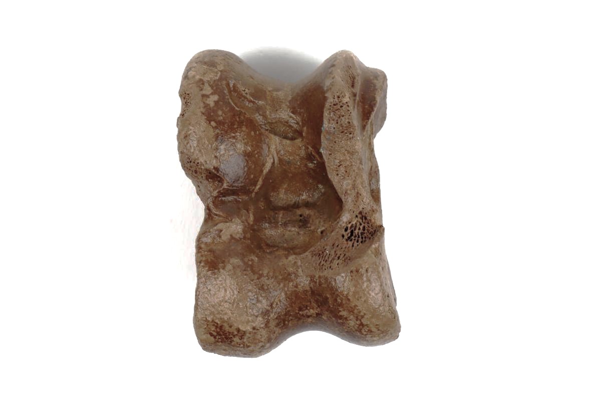 Astragalus of an Irish Elk (Megaloceros) (8 cm) - Image 2