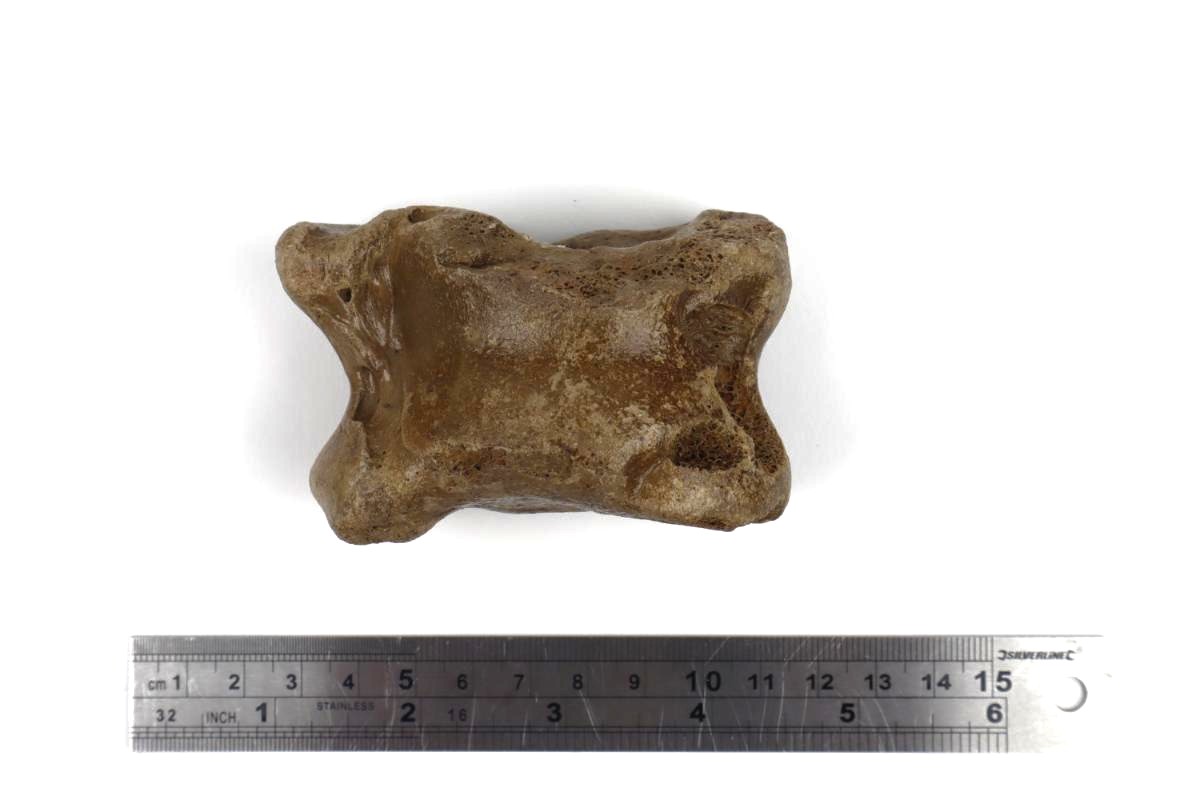 Astragalus of an Irish Elk (Megaloceros) (8 cm) - Image 6