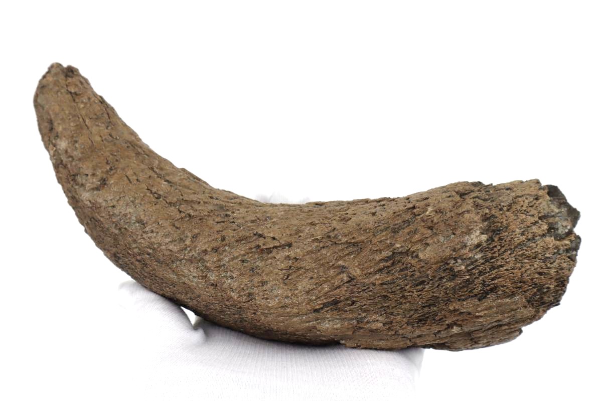 Hornp of a Wood Wisent (Bison sp) (23 cm)