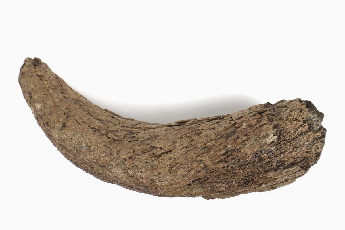 Hornp of a Wood Wisent (Bison sp) (23 cm) - Image 5