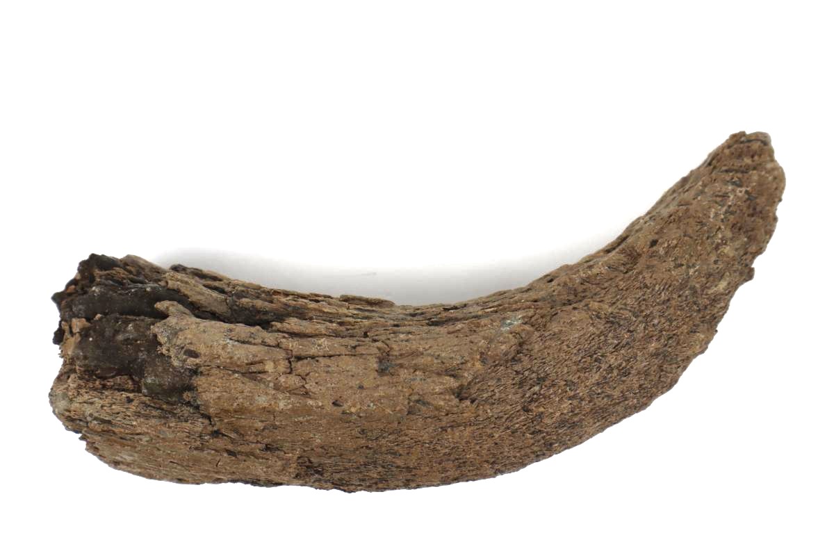 Hornp of a Wood Wisent (Bison sp) (23 cm) - Image 2