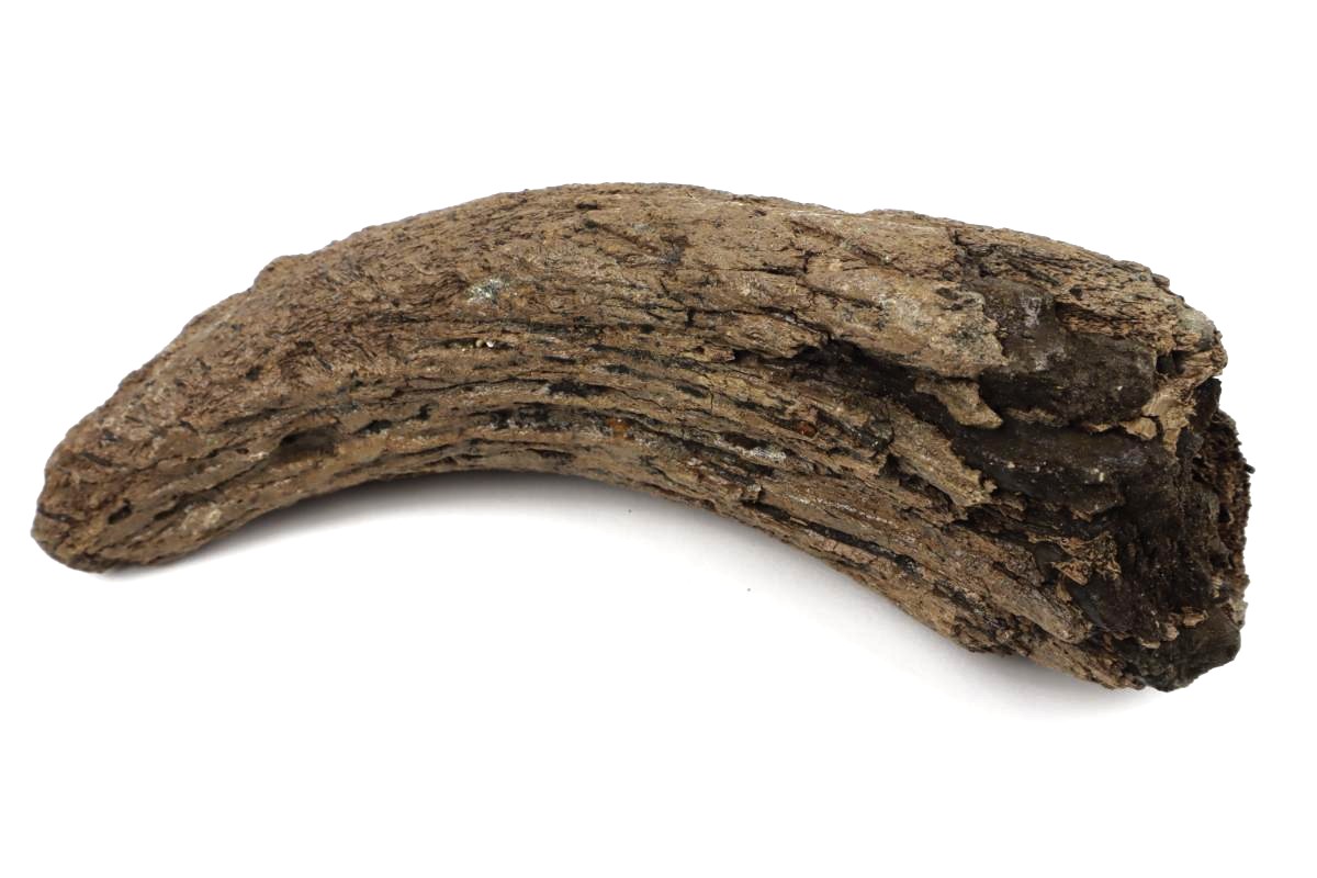 Hornp of a Wood Wisent (Bison sp) (23 cm) - Image 3