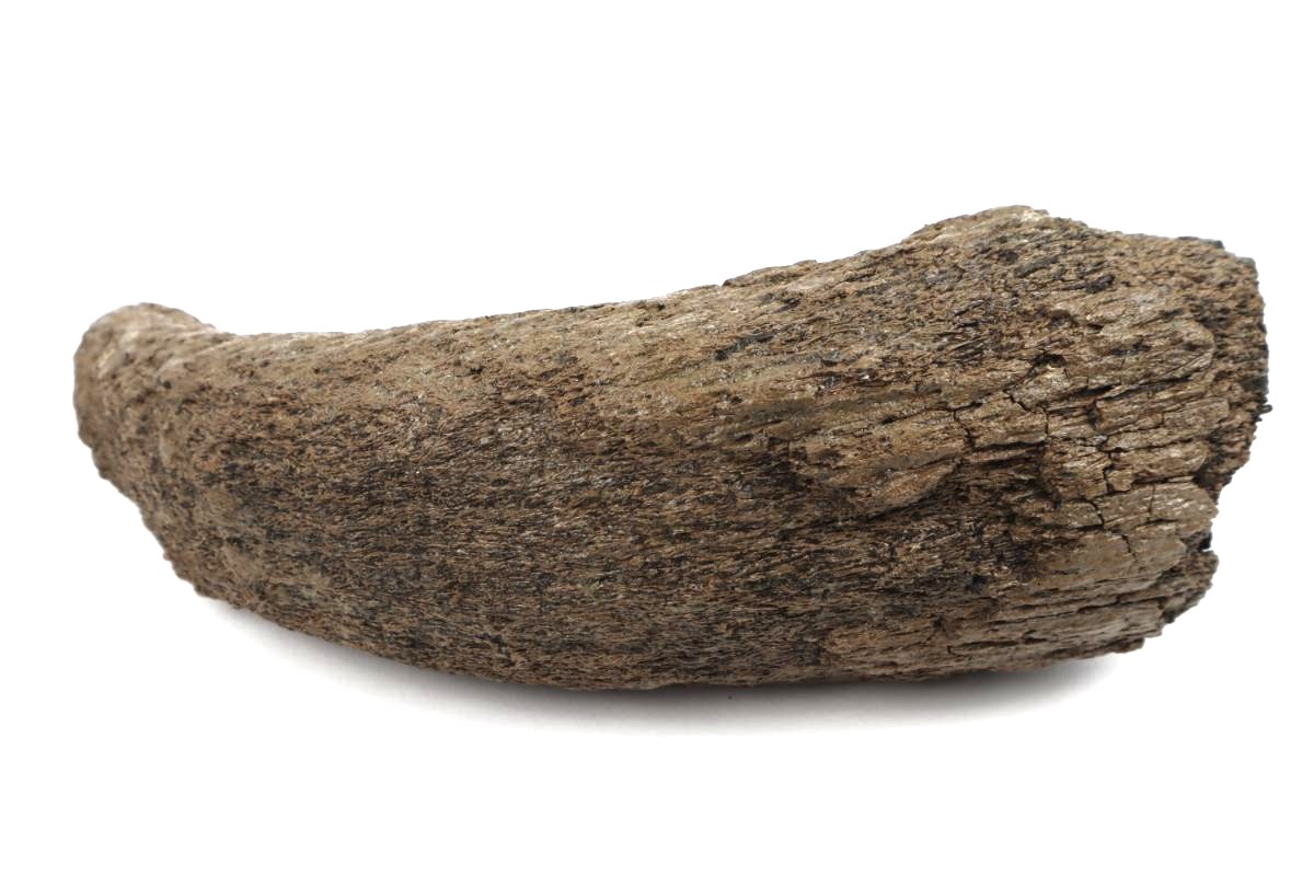 Hornp of a Wood Wisent (Bison sp) (23 cm) - Image 4