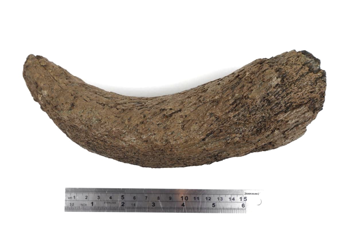 Hornp of a Wood Wisent (Bison sp) (23 cm) - Image 6