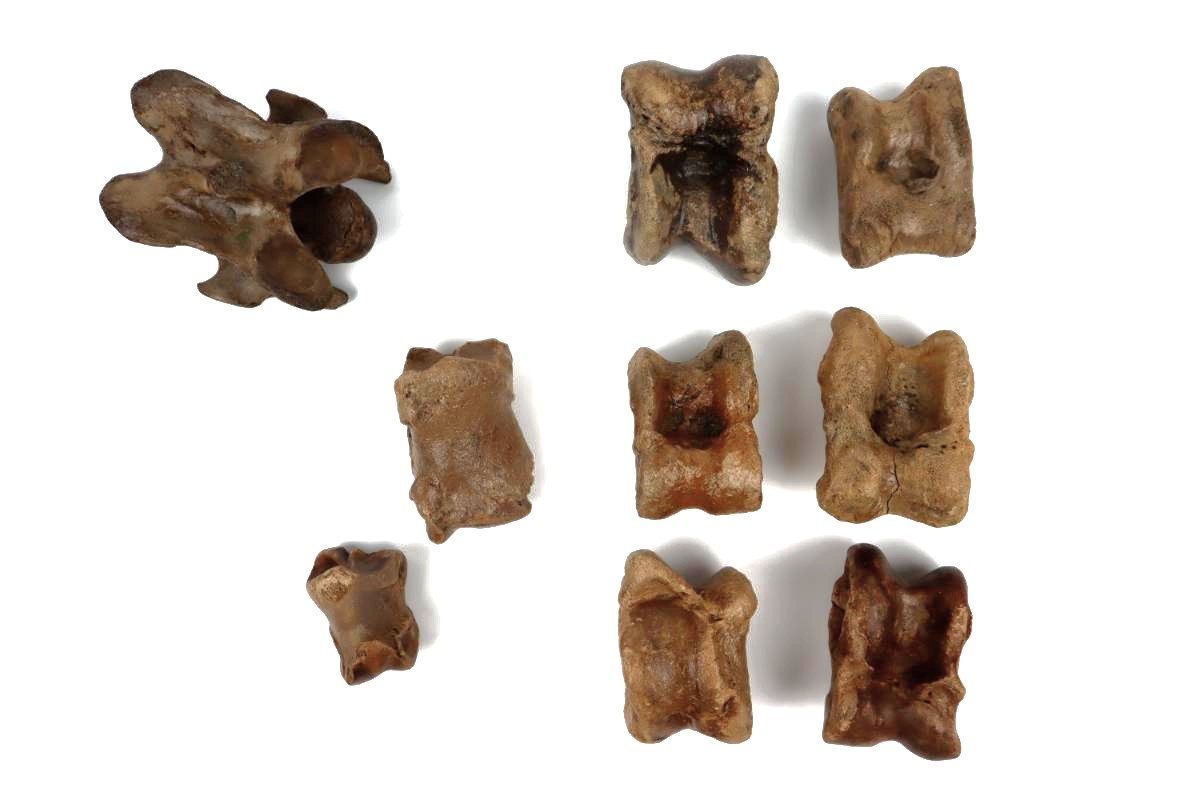 Lot of Steppe Wisent Fossils (Bison priscus)