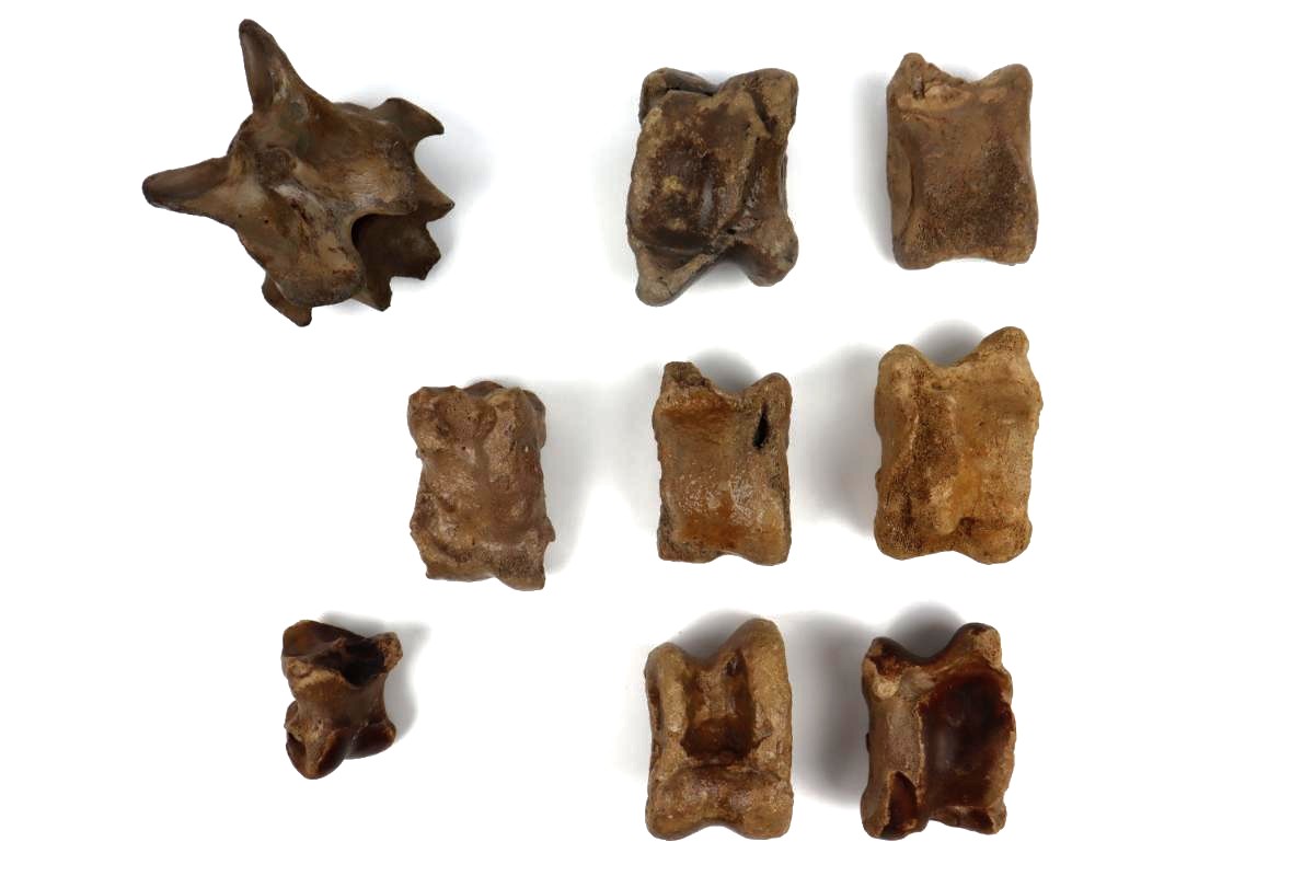 Lot of Steppe Wisent Fossils (Bison priscus) - Image 2