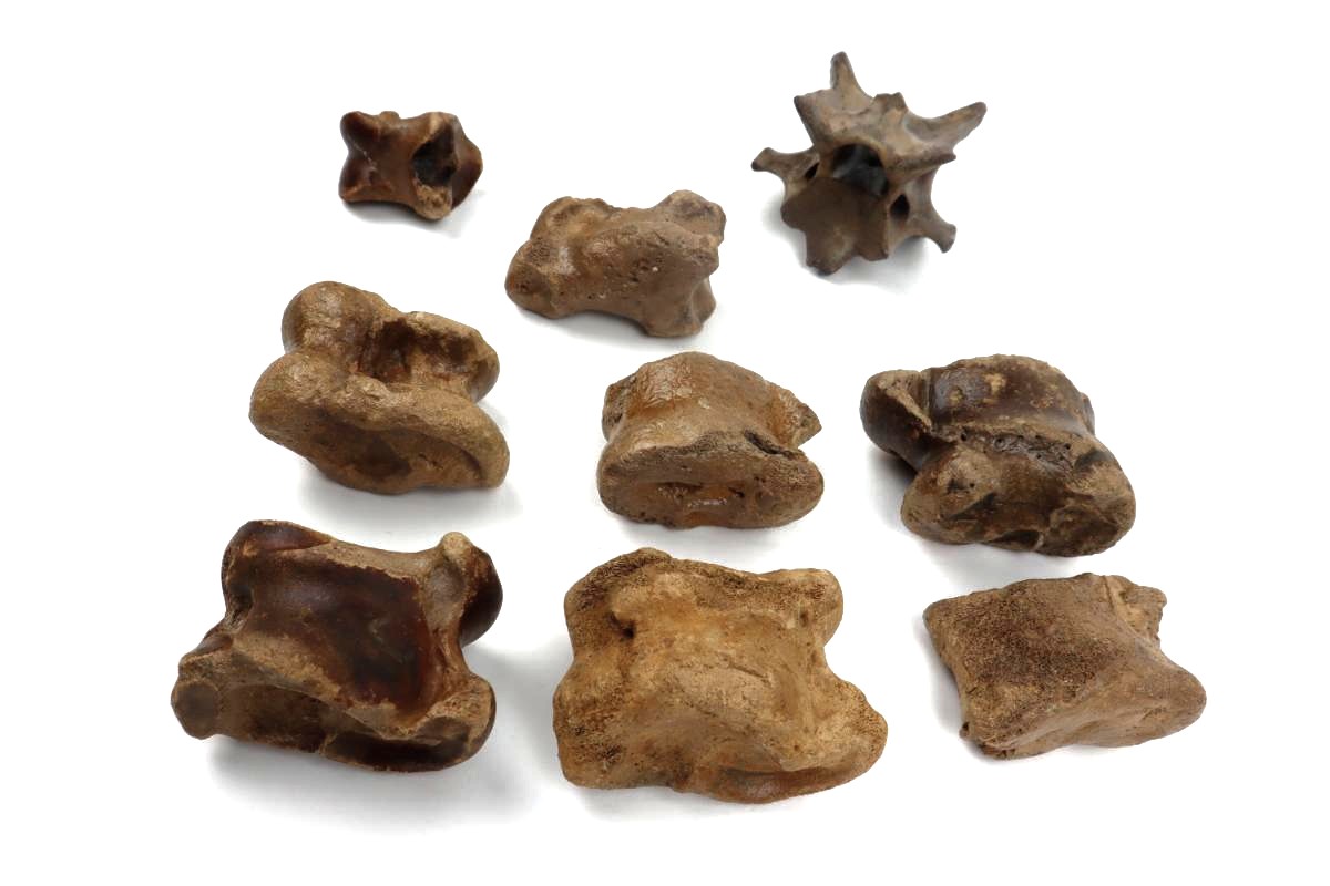 Lot of Steppe Wisent Fossils (Bison priscus) - Image 3