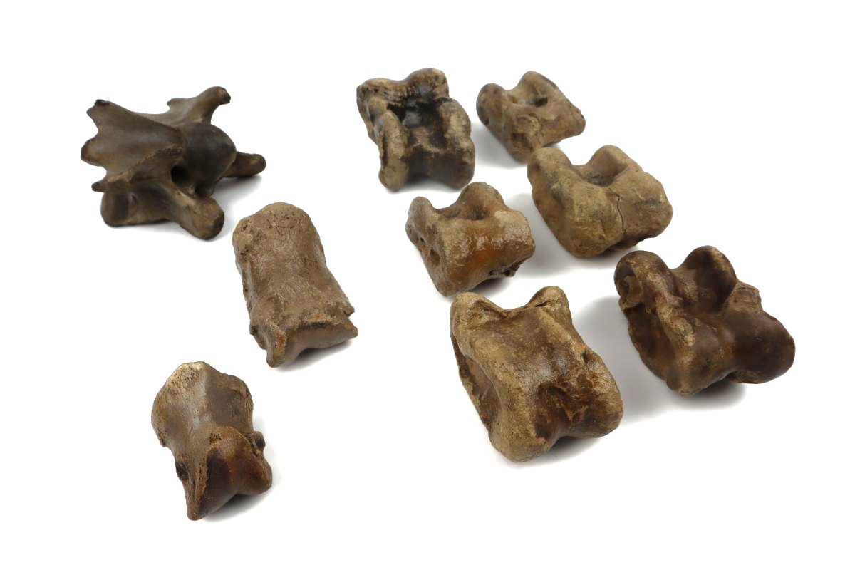 Lot of Steppe Wisent Fossils (Bison priscus) - Image 4