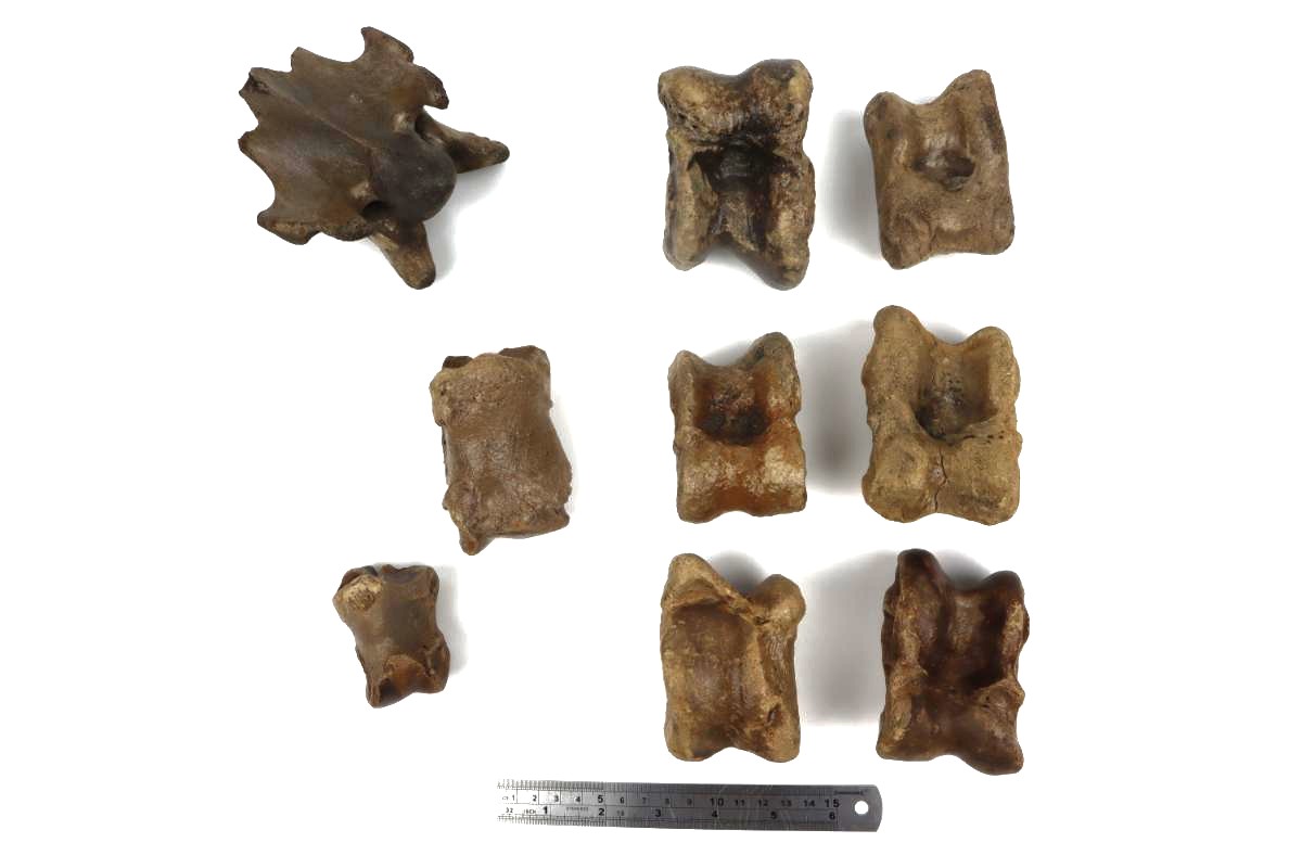 Lot of Steppe Wisent Fossils (Bison priscus) - Image 5
