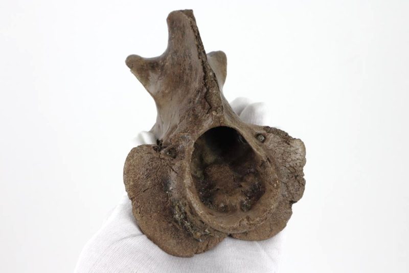Axis Vertebra of a Wood Wisent (Bison sp)
