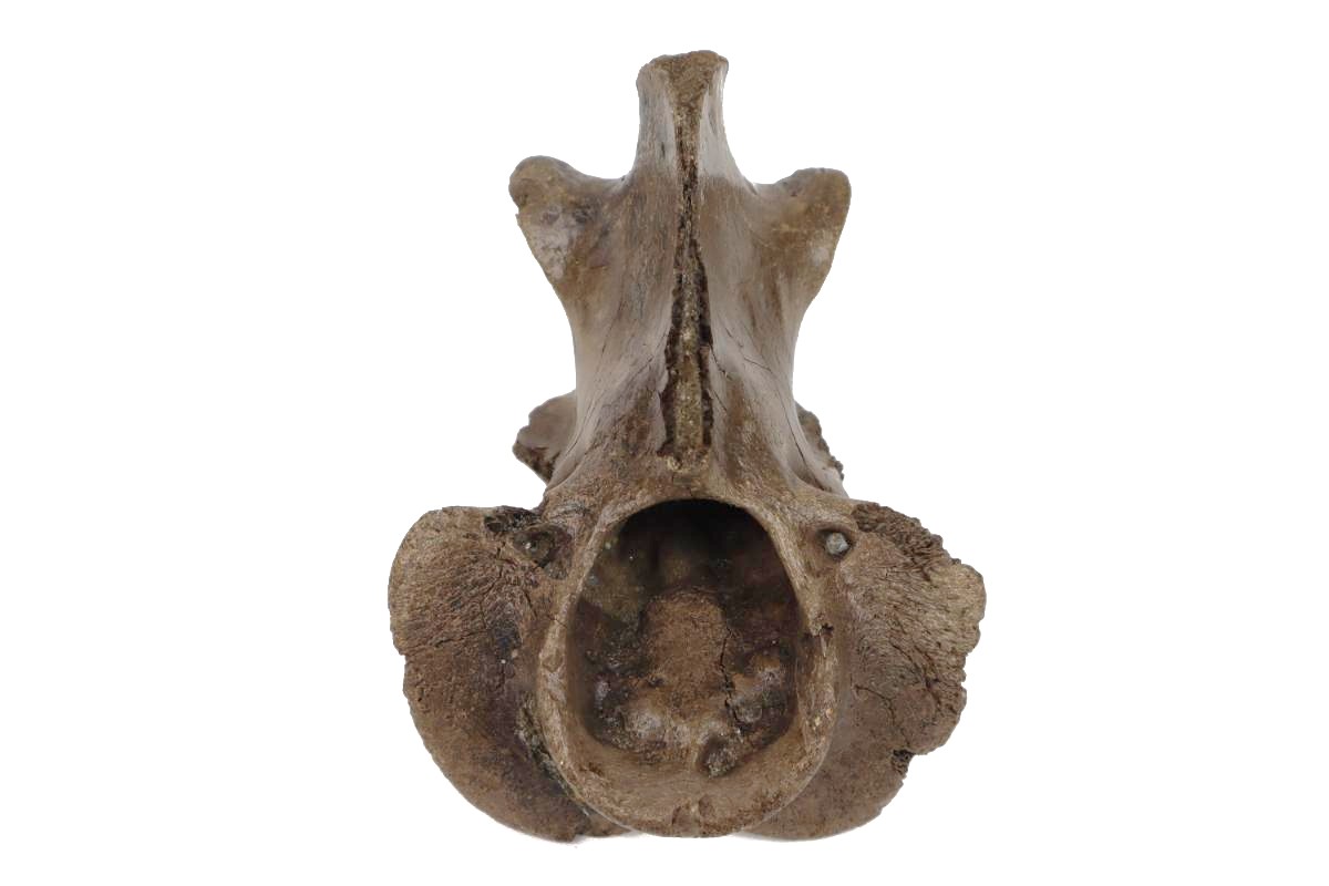 Axis Vertebra of a Wood Wisent (Bison sp) - Image 2