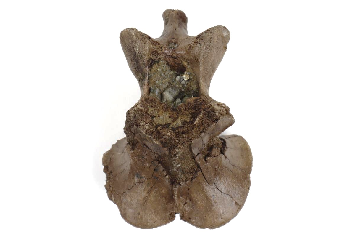 Axis Vertebra of a Wood Wisent (Bison sp) - Image 3