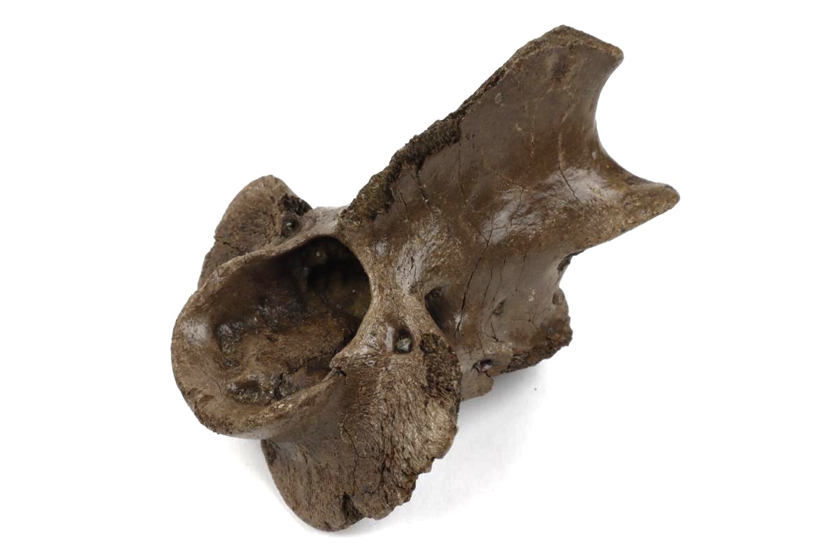 Axis Vertebra of a Wood Wisent (Bison sp) - Image 6