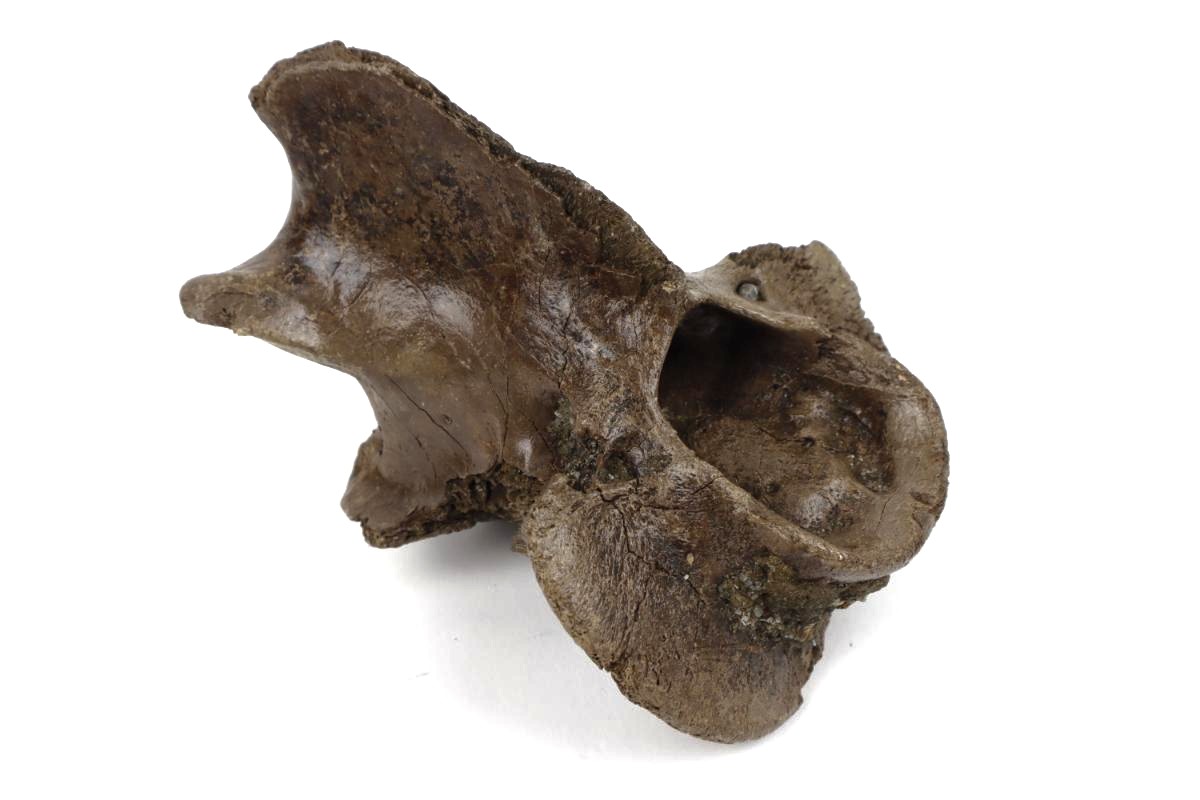 Axis Vertebra of a Wood Wisent (Bison sp) - Image 7