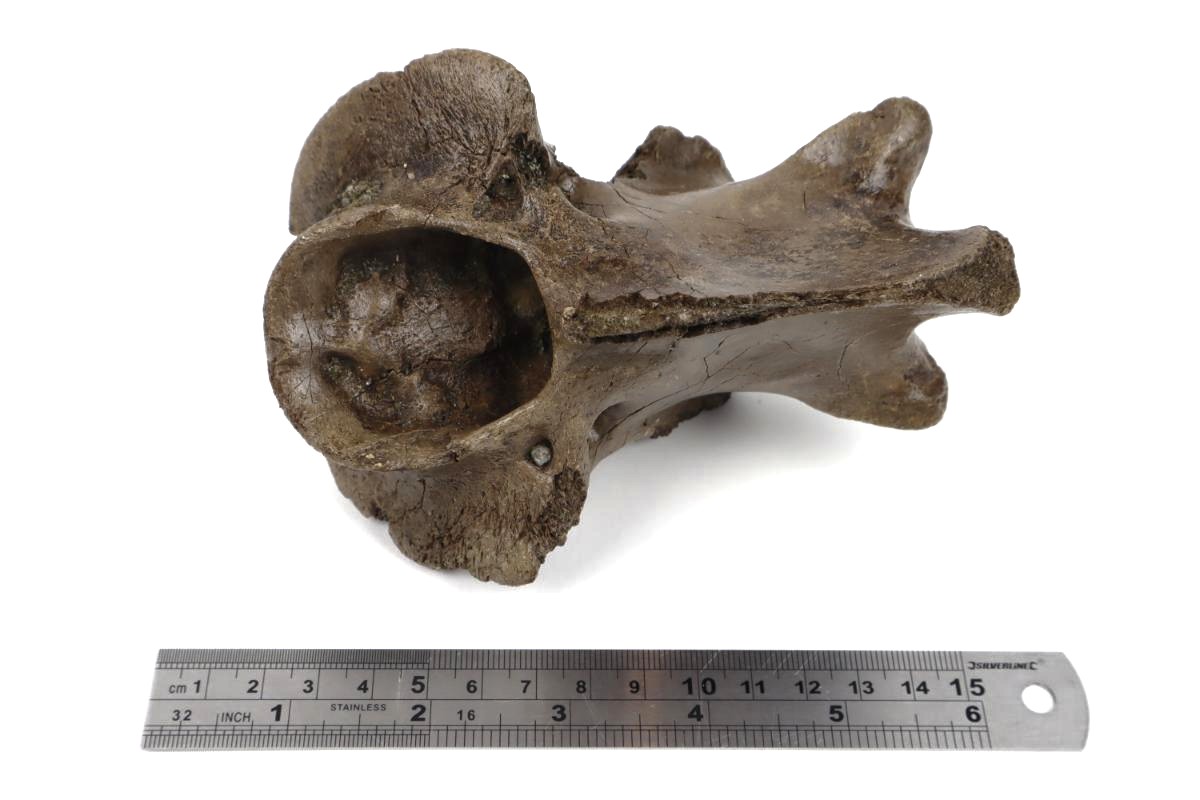 Axis Vertebra of a Wood Wisent (Bison sp) - Image 8