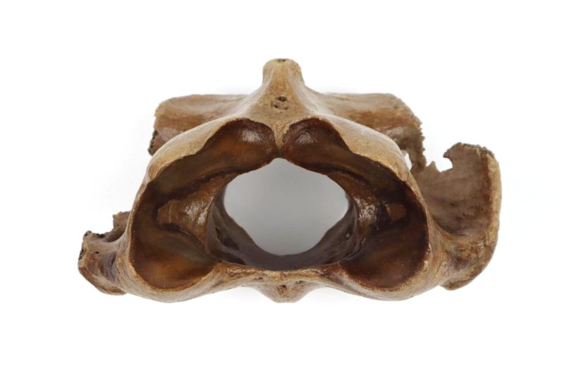 Atlas Vertebra of a Pleistocene Wild Horse (14,5 cm)