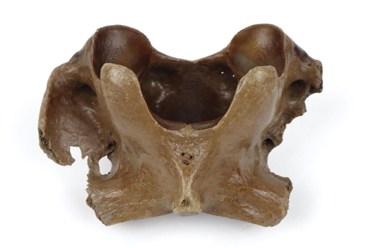 Atlas Vertebra of a Pleistocene Wild Horse (14,5 cm) - Image 4