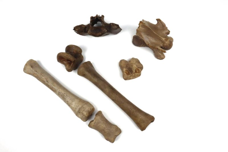 7 Pleistocene Wild Horse Fossils