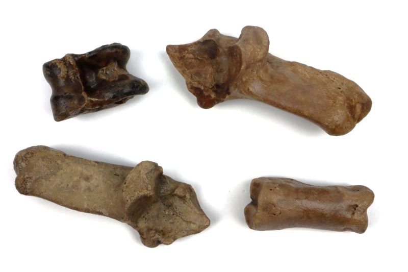 4 Red Deer Fossils (Cervus elaphus)