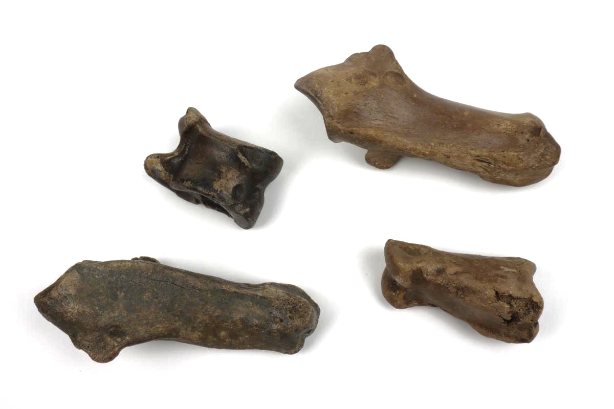 4 Red Deer Fossils (Cervus elaphus) - Image 2