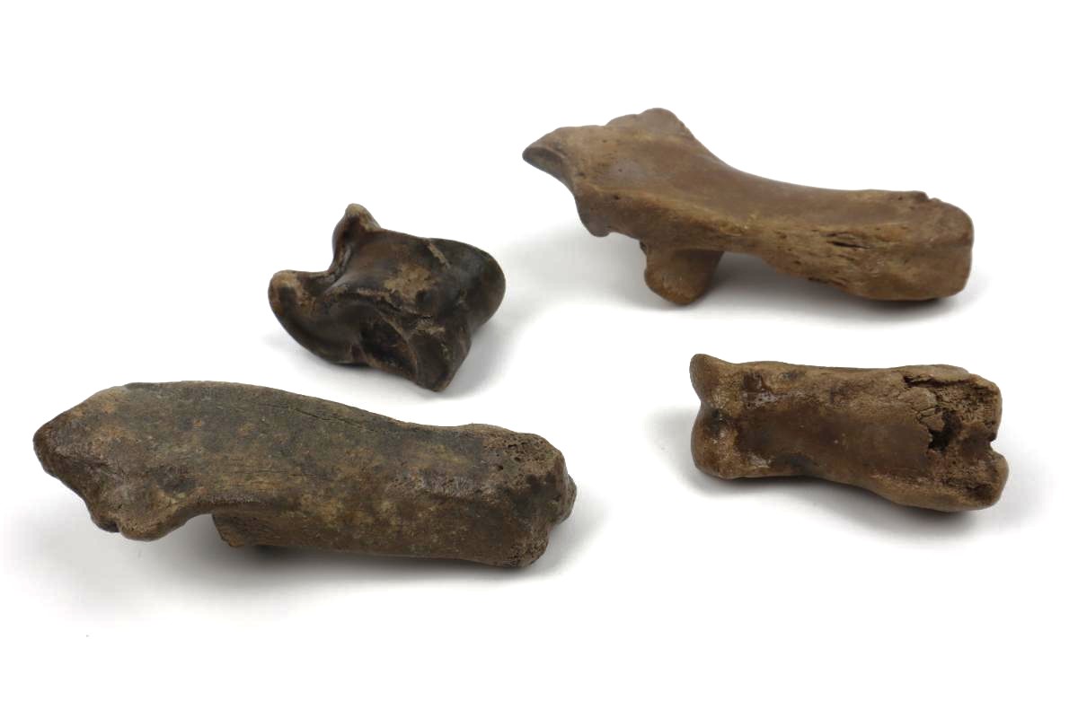 4 Red Deer Fossils (Cervus elaphus) - Image 3