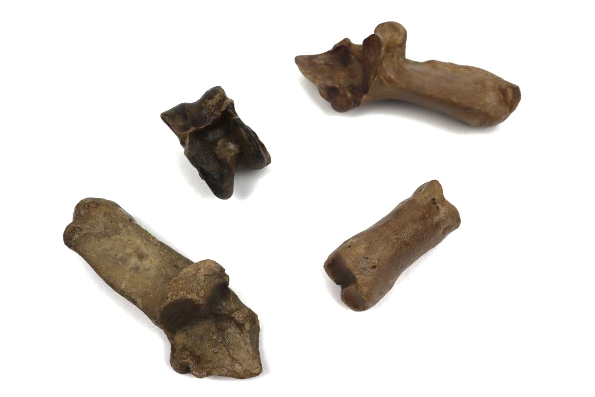 4 Red Deer Fossils (Cervus elaphus) - Image 4