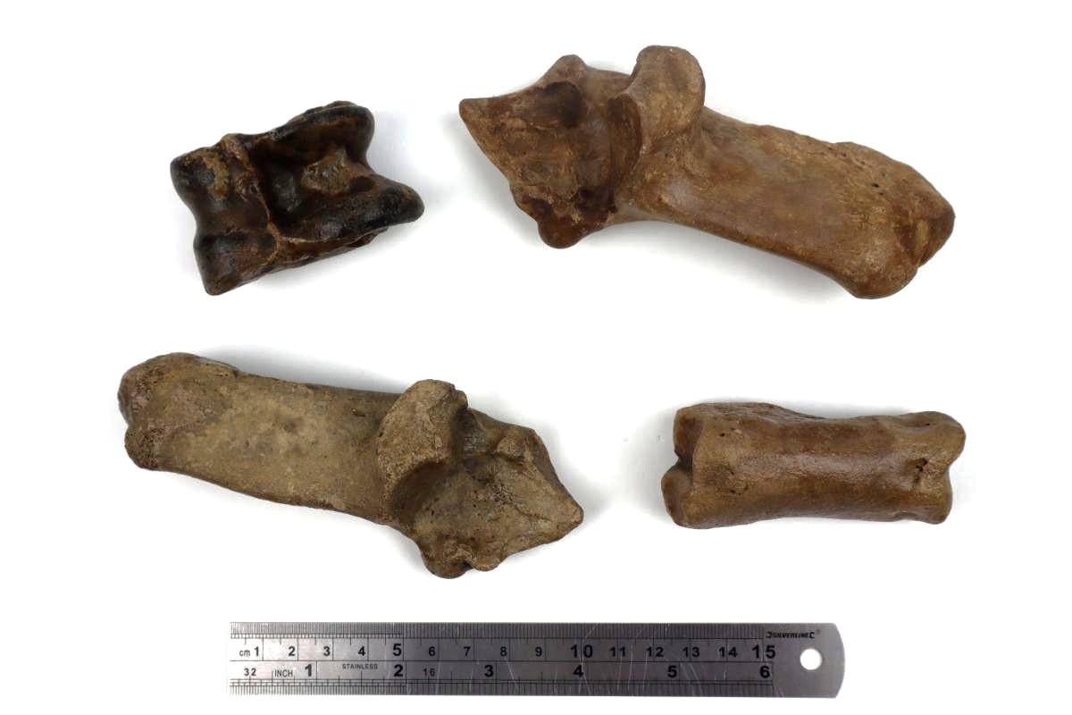 4 Red Deer Fossils (Cervus elaphus) - Image 5