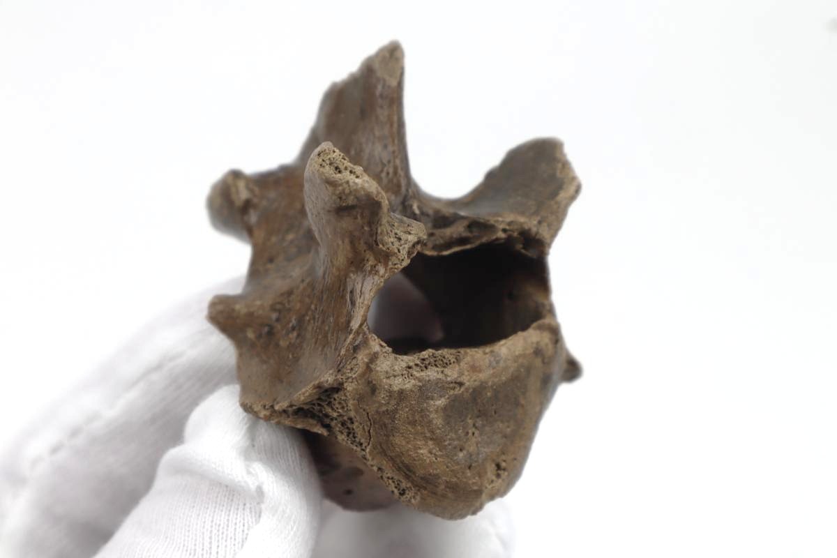 Lumbar Vertebra of a Cave Hyena c.f. - Image 2
