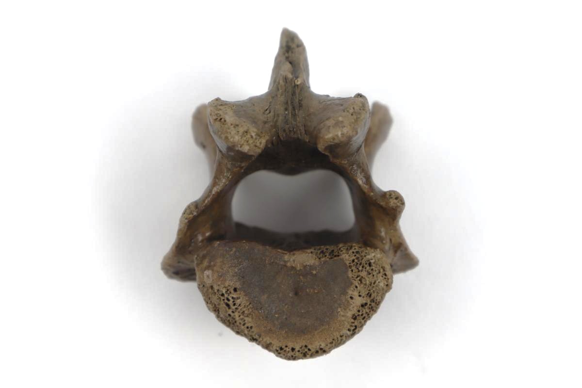 Lumbar Vertebra of a Cave Hyena c.f. - Image 3