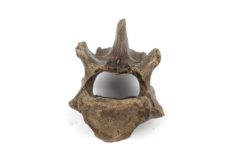 Lumbar Vertebra of a Cave Hyena c.f.